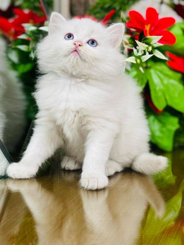 persian cats and kittens for sale wtsapp (0307/710/92/69) 18