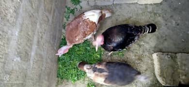 turky male brown n black female black