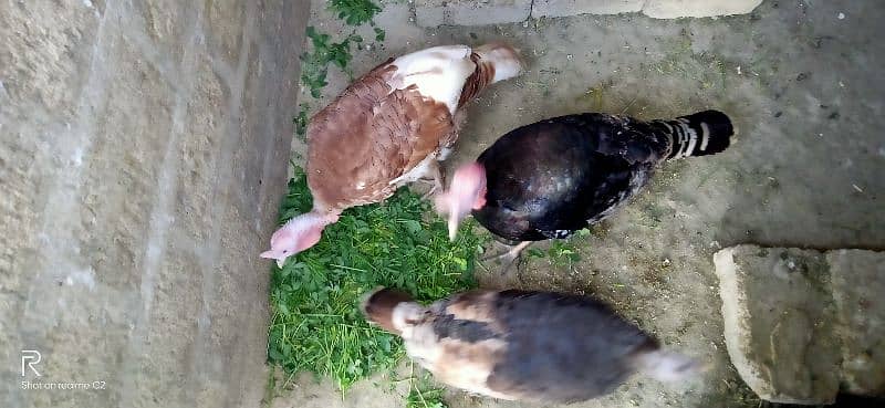 turky male brown n black female black 0