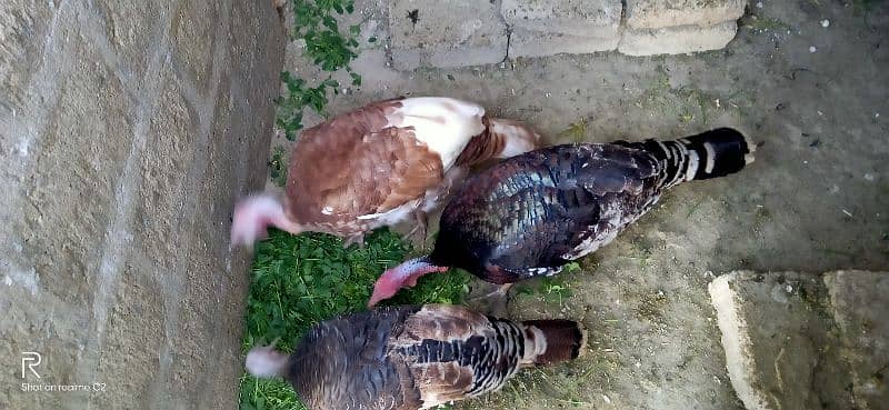 turky male brown n black female black 2