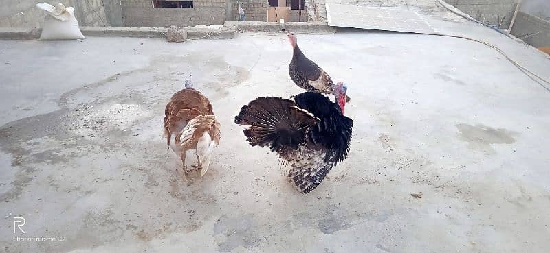 turky male brown n black female black 3