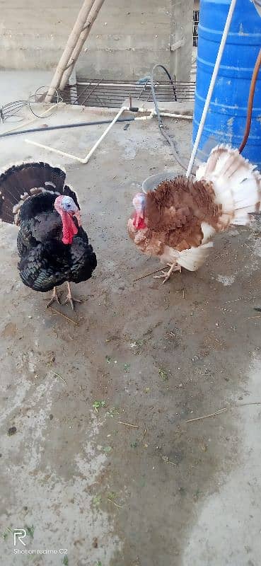 turky male brown n black female black 5