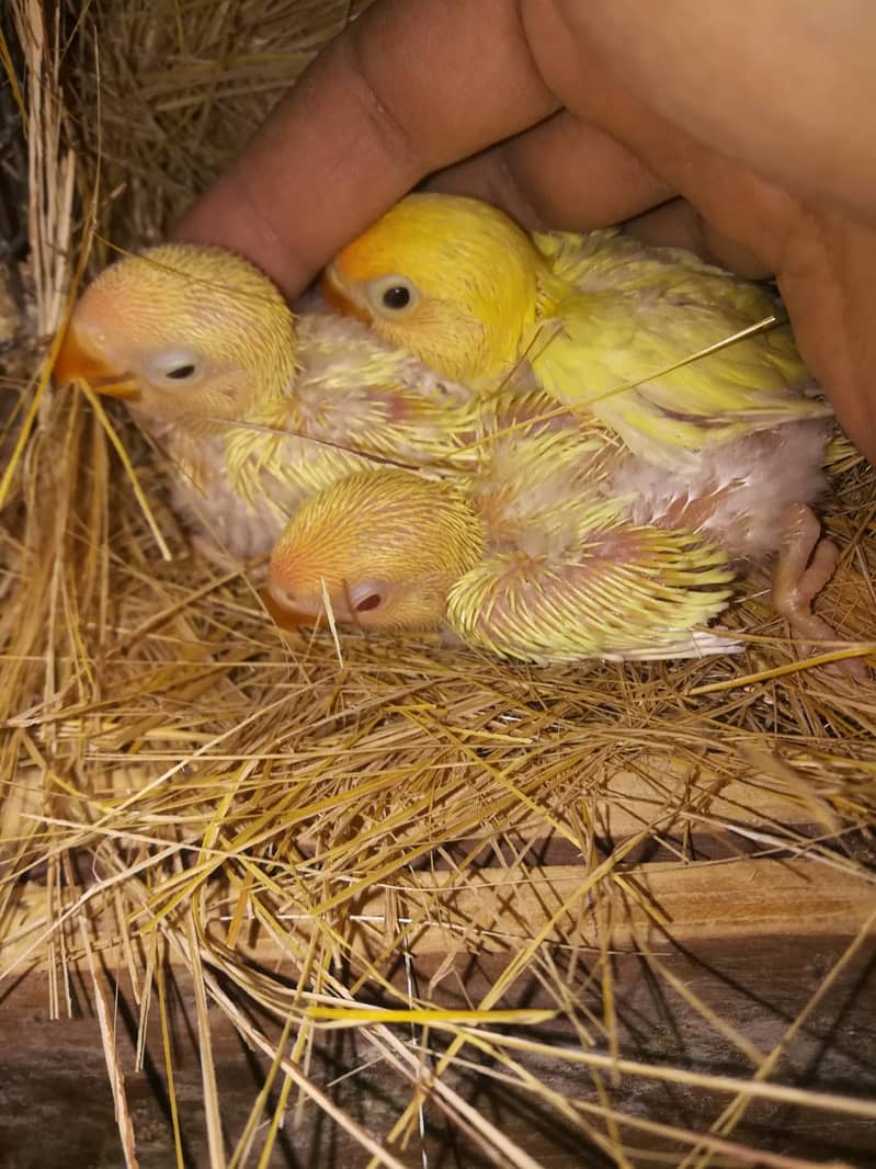 Albino Blue 2 Breeder Pair + 3 Chicks 1