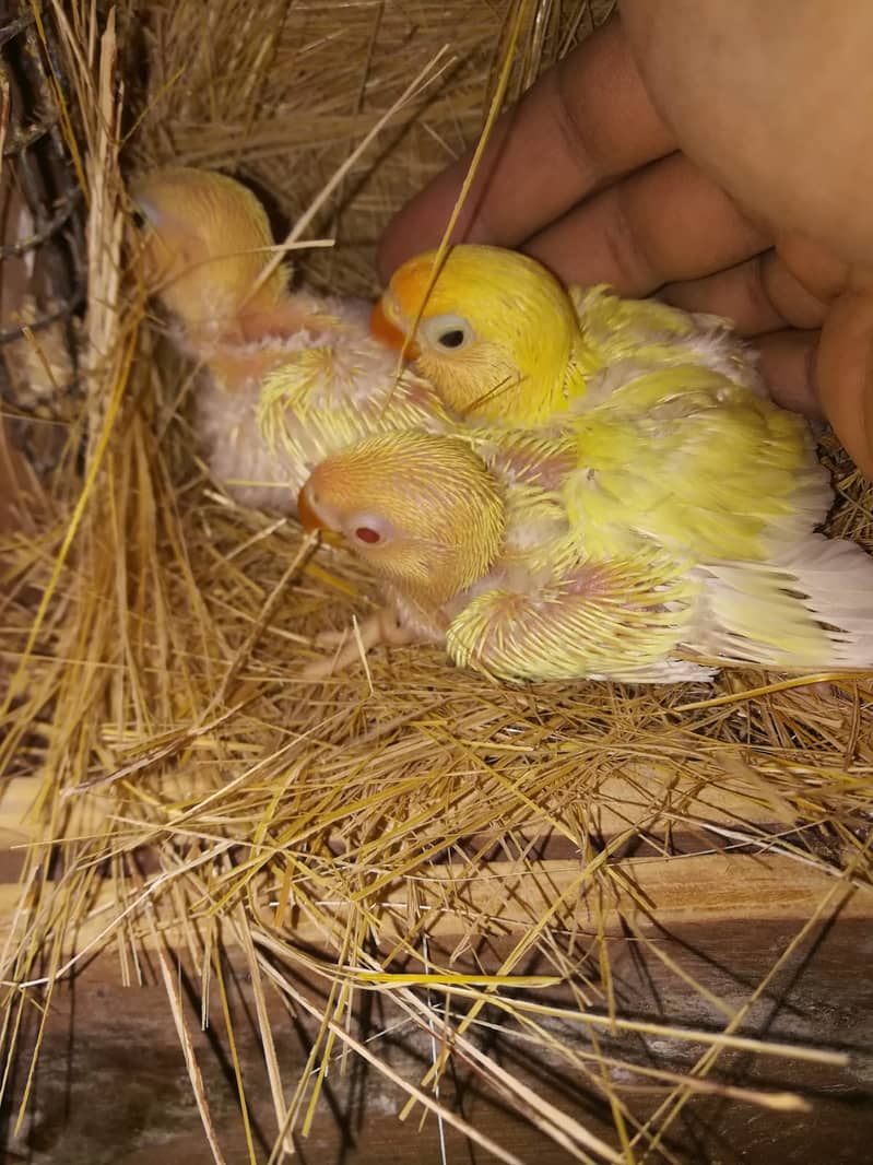 Albino Blue 2 Breeder Pair + 3 Chicks 2