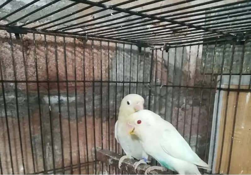 Albino Blue 2 Breeder Pair + 3 Chicks 3