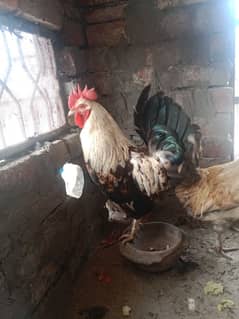 2 male+1 female . total 3 hens. single male 1700 . female 1300 .