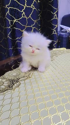 balu kitten