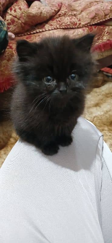 Persian Kitten (Male) for Sale 2