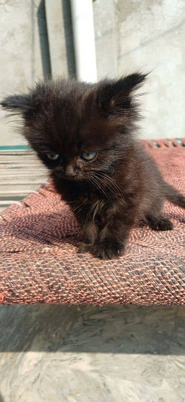 Persian Kitten (Male) for Sale 3