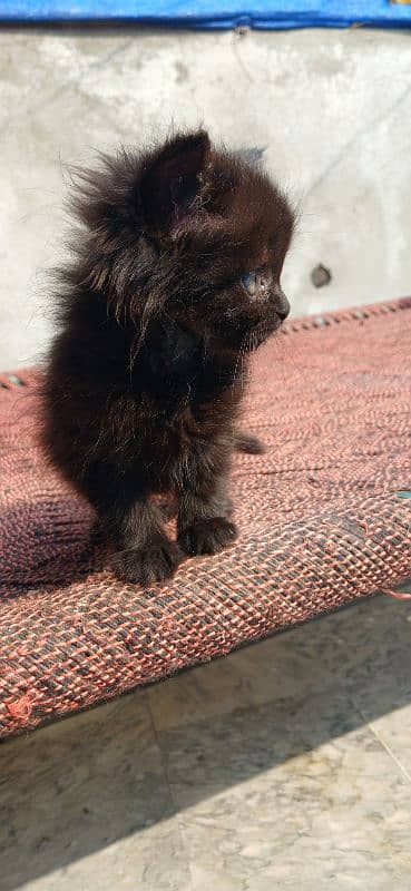 Persian Kitten (Male) for Sale 4