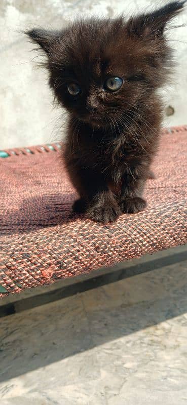 Persian Kitten (Male) for Sale 5