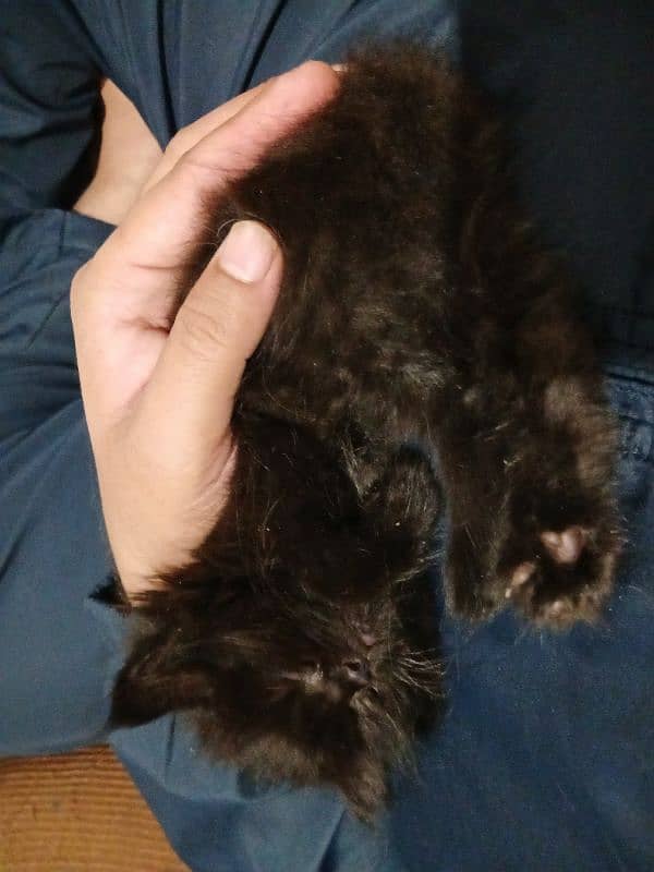 Persian Kitten (Male) for Sale 6