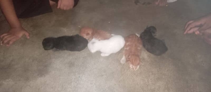 Russian cat with 5 kitten 0