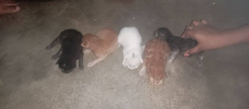 Russian cat with 5 kitten 1