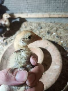 Aseel Chicks For Sale