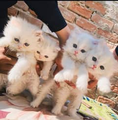 Fluffy Kittens/ triple coted/ Cute kittens/ triple coat/Persian kitten