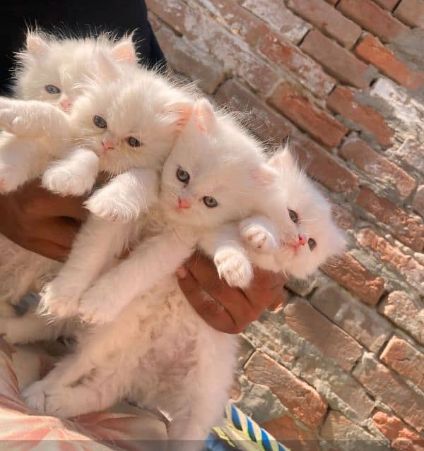 Fluffy Kittens/ triple coted/ Cute kittens/ triple coat/Persian kitten 1