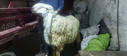 chattra sheep weight 90 kg