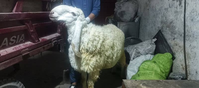 chattra sheep weight 90 kg 0