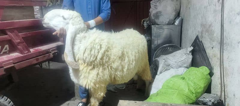 chattra sheep weight 90 kg 1