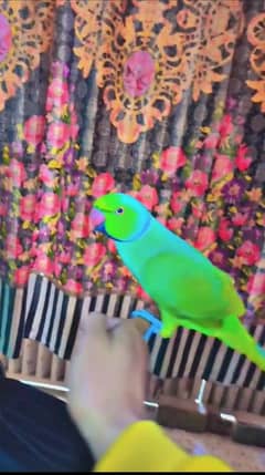 Hand Tame and Talking Parrot For Sale