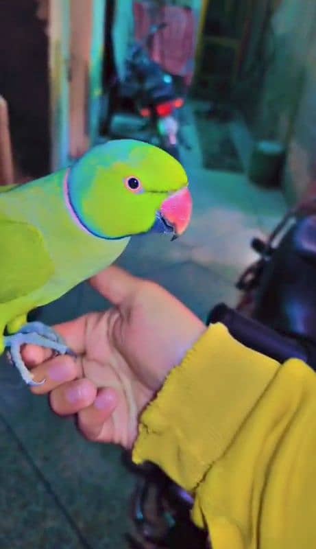 Hand Tame and Talking Parrot For Sale 2