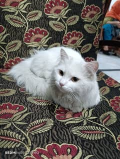 Persion cat urgent sale || 6 Months age