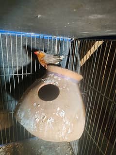 full orange finch excellent quality pair