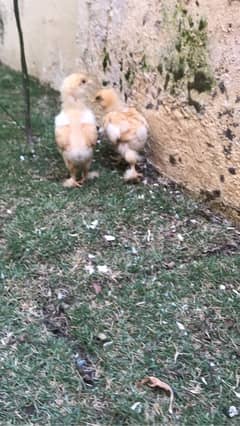 2 CHIKS GOLDEN BUFF FOR SALE