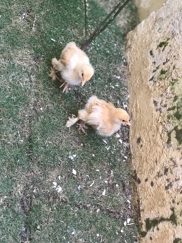 2 CHIKS GOLDEN BUFF FOR SALE 1