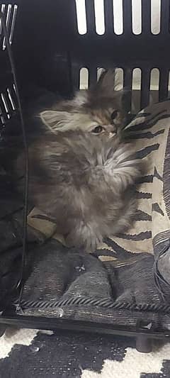 beautiful kitten 3months old for sale