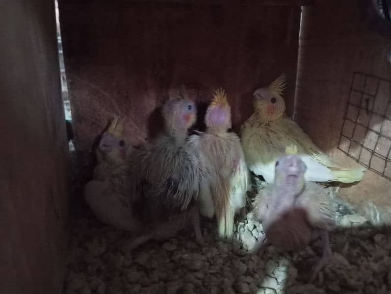 Breeding Pairs Setup Sale 4