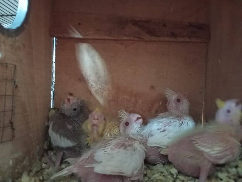 Breeding Pairs Setup Sale 5