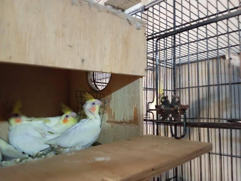 Breeding Pairs Setup Sale 6