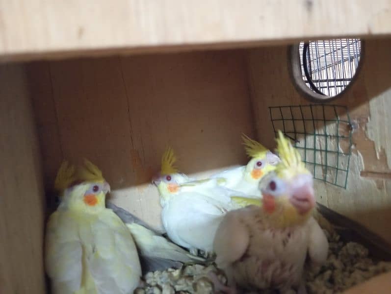 Breeding Pairs Setup Sale 7