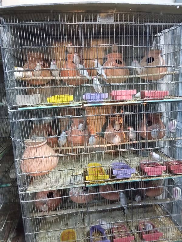 Breeding Pairs Setup Sale 11