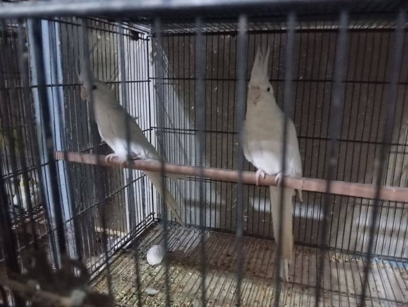 Breeding Pairs Setup Sale 12