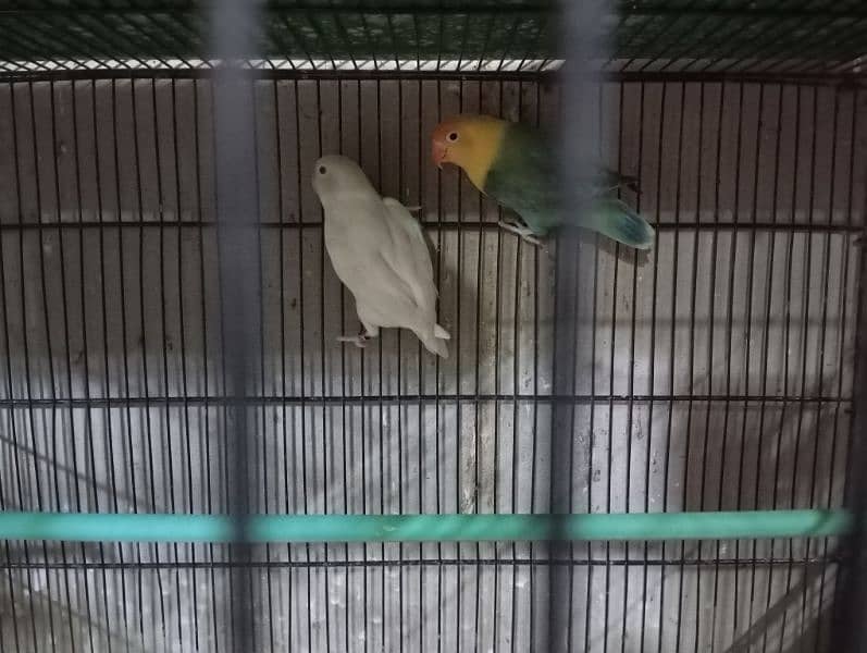 Breeding Pairs Setup Sale 19