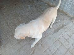 Labrador Dog