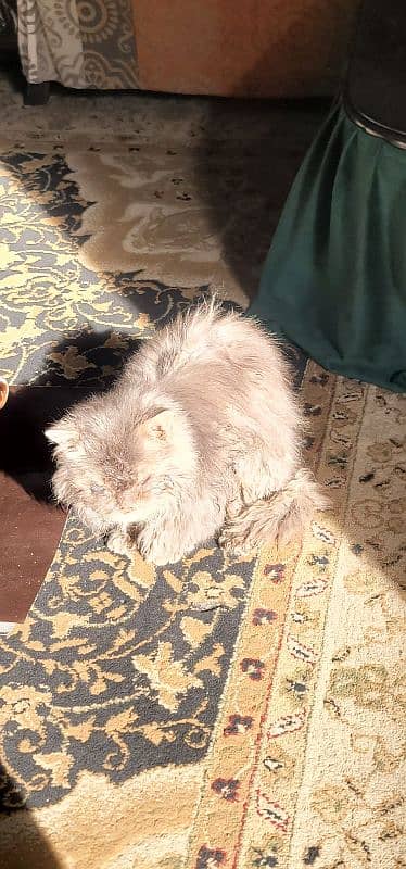 Persian cat 0