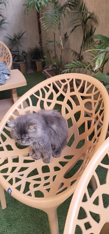 Persian cat 2