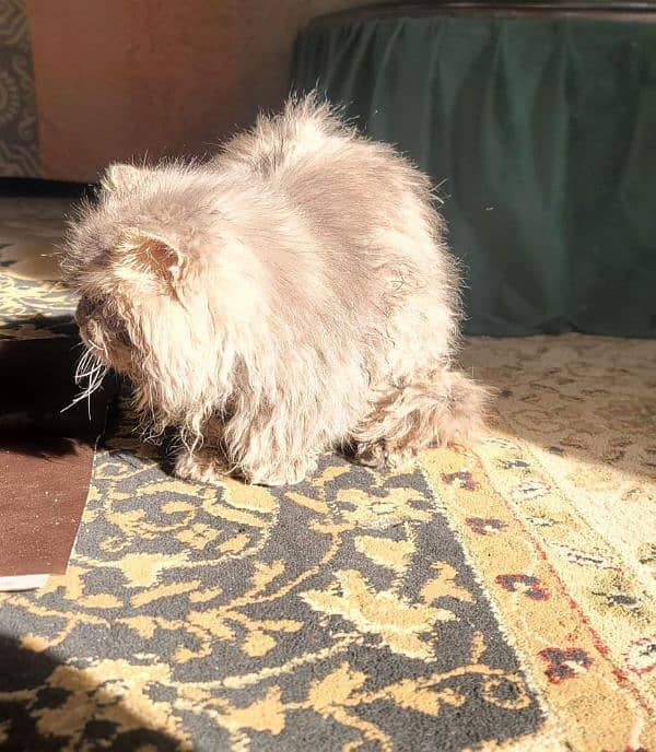 Persian cat 3