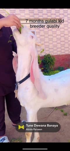 king gulabi bakra breeder quality