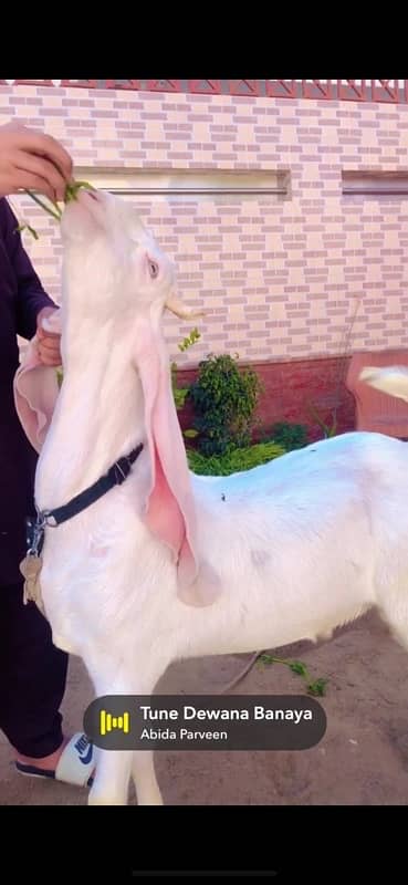 king gulabi bakra breeder quality 1