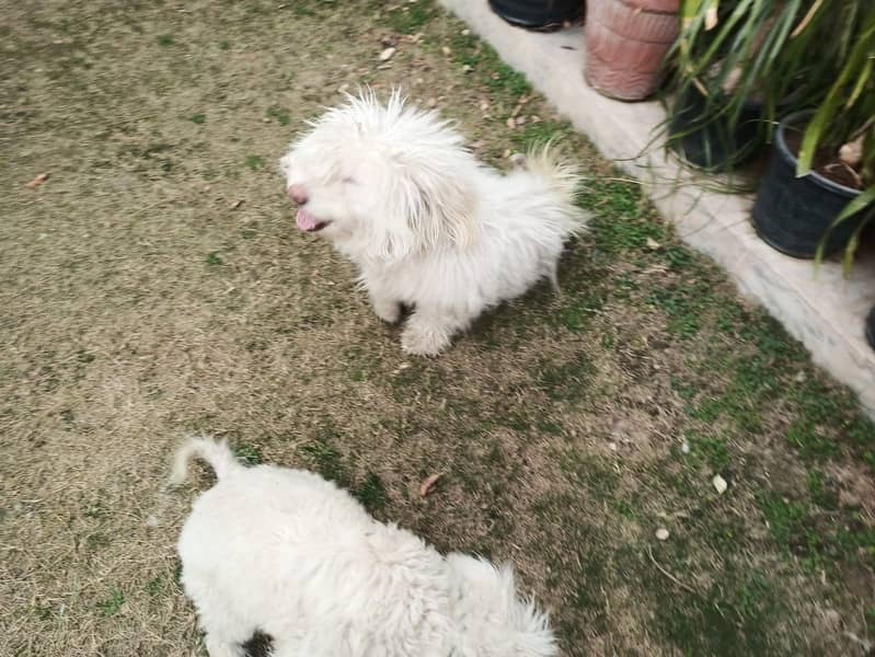 Pair of Maltese Sitzu 1