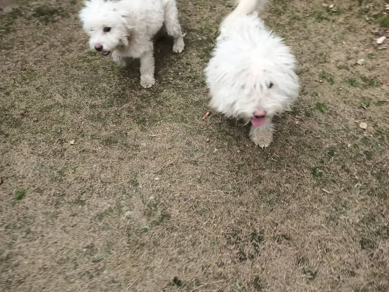 Pair of Maltese Sitzu 4