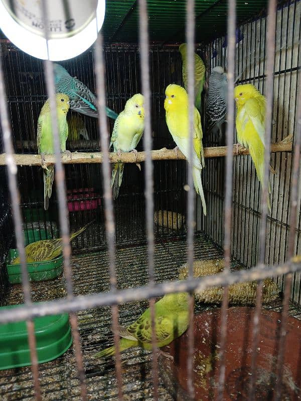 Exhibition Parrots 2