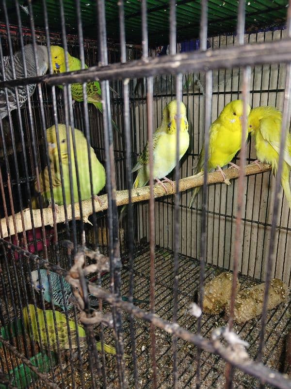 Exhibition Parrots 3