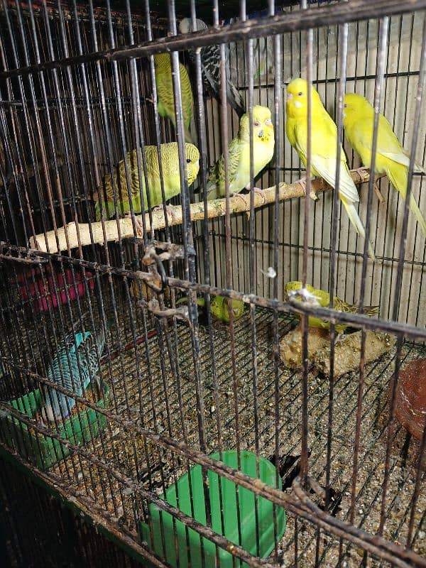 Exhibition Parrots 8