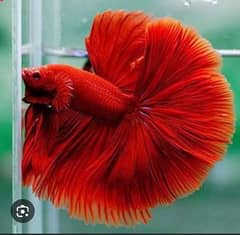 adult betta fish